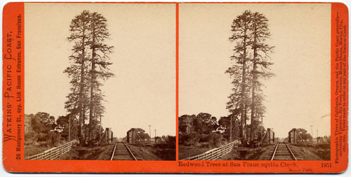 #1951 - Redwood Trees at San Francisquito Creek, Menlo Park