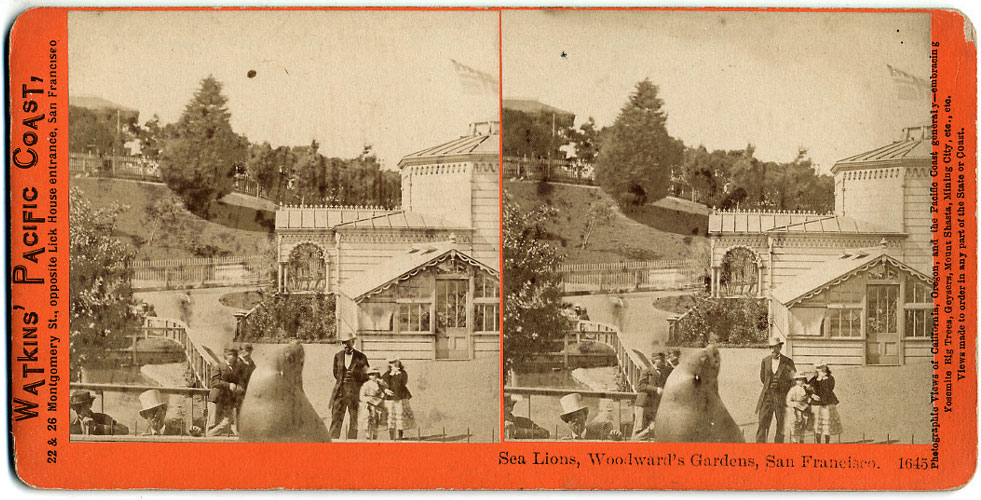 Watkins #1645 - Sea Lions, Woodward Gardens, San Francisco