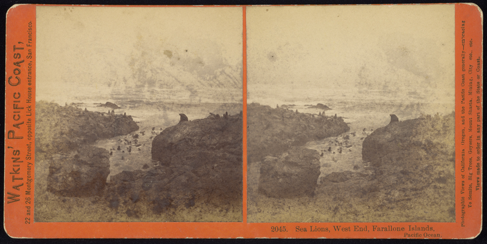 Watkins #2045 - Sea Lions, West End, Farallone Islands, Pacific Ocean
