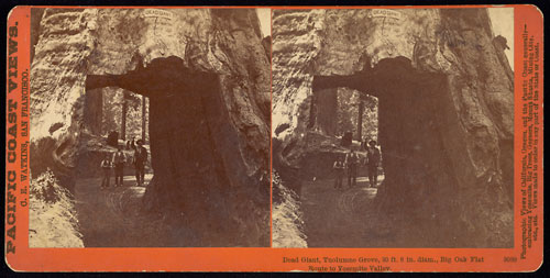 #3089 - Dead Giant, Tuolumne Grove; 30 ft. 8 in. diam., Big Oak Flat Route to Yosemite.