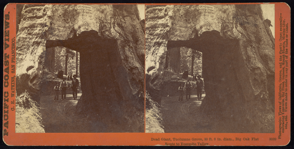 Watkins #3089 - Dead Giant, Tuolumne Grove; 30 ft. 8 in. diam., Big Oak Flat Route to Yosemite.