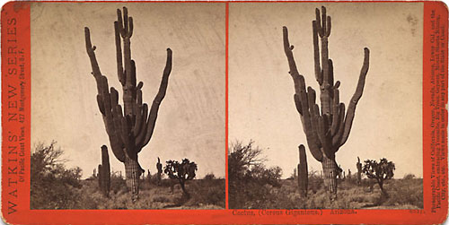 #4847 - Cactus, (Cereus Giganteus.) Arizona.