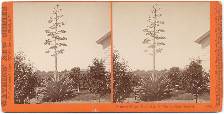 Watkins #4798 - Century Plant, Res. of A.N. Carter, Los Angeles Co., Cal.