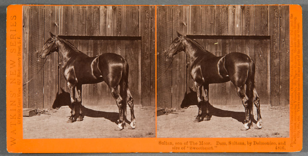 Watkins #4816 - Sultan, Son of the Moor, Dam, Sultana, by Delmonico, and Sire of 
