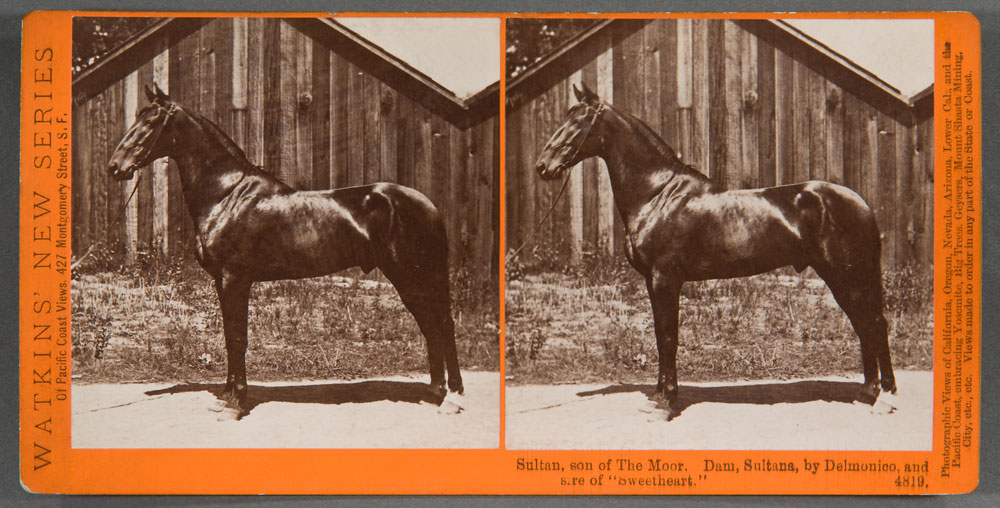 Watkins #4819 - Sultan, Son of the Moor, Dam, Sultana, by Delmonico, and Sire of 