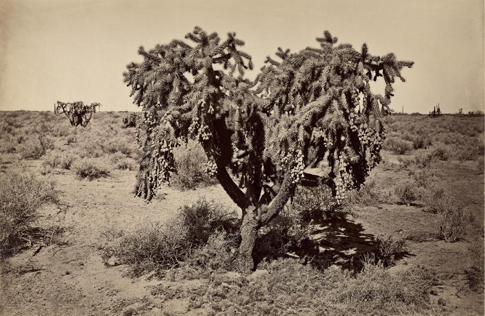 Watkins #1339 - Desert Cactus, Arizona Territory