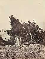 461 - Limber Pine, Mount Shasta, Siskiyou County