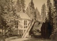 991 - The Pavilion on the Stump, Calaveras Grove