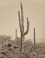 #1335 - Cereus Giganteus, Arizona Territory