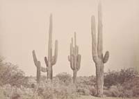 #1337 - Cereus Giganteus, Arizona Territory