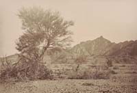 #1340 - Palo Verde Tree, Arizona Territory