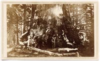 Unnumbered - Grizzly Giant, (Sequoia Gigantea,) Mariposa Grove, (Diam. 33 ft.)
