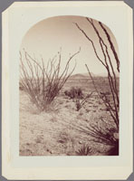 4846 - Cactus, (Fonquiera Splendens.) Arizona