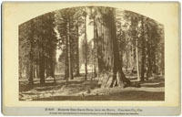 B 3507 - Mammoth Tree Grove Hotel from the grove. Calaveras Co., Cal.