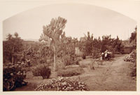 B4403 - View in San Gabriel Valley, Los Angeles Co., Cal.