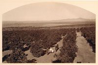 B4831 - View from Sierra Madre Villa