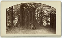 5005 - Redwood Family, Big Tree Grove, Felton, Santa Cruz Co., Cal.