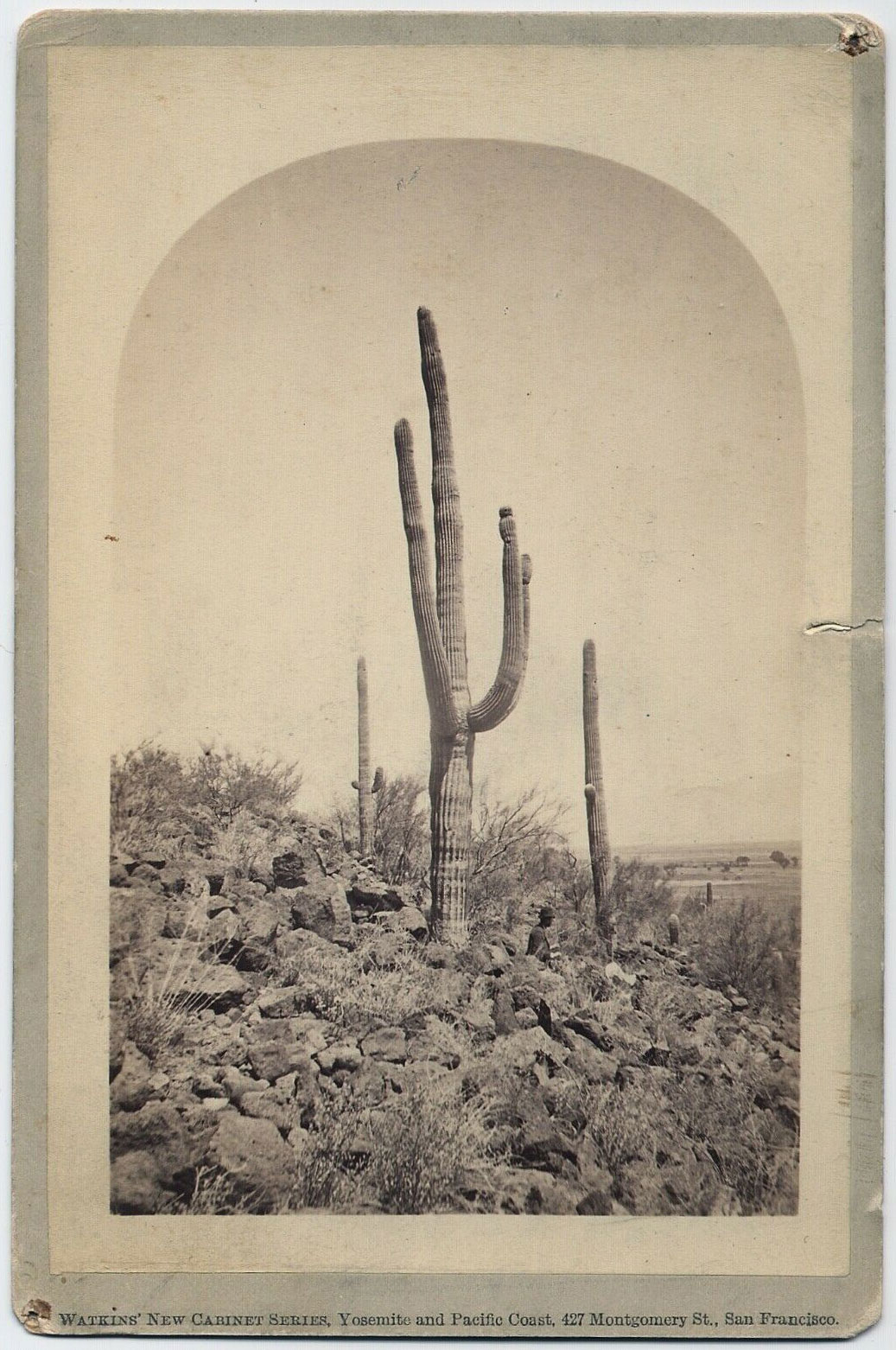 Watkins Unnumbered View - Cactus, (Cereus Giganteus.) Arizona.
