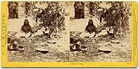 1063 - Indian Camp, Yosemite Valley, Mariposa County, Cal.