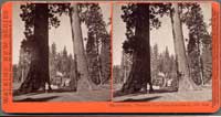 3501 - The Sentinels, Mammoth Tree Grove, Calaveras Co., Cal.