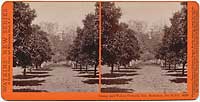 4398 - Orange and Walnut Orchard, Gen. Stoneman, San Gab'1., Cal.