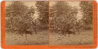 4405 - Castor Bean Tree, 10 months old, N.C. Carter Esq. San Gab'l.