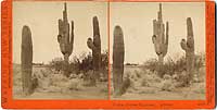 4849 - Cactus, (Cereus Giganteus.) Arizona.
