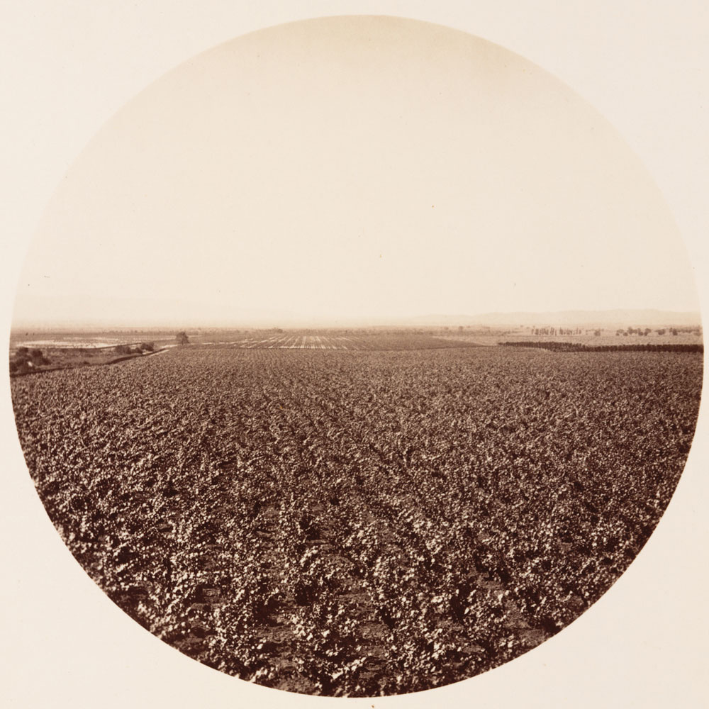 Unnumbered View - Lemon Orchard, from the Wine Buildings