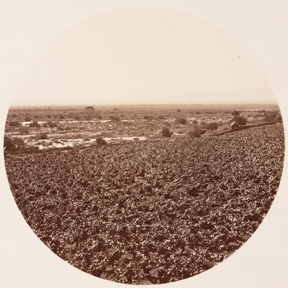 Watkins Unnumbered View - New Vineyard from the Wine Buildings