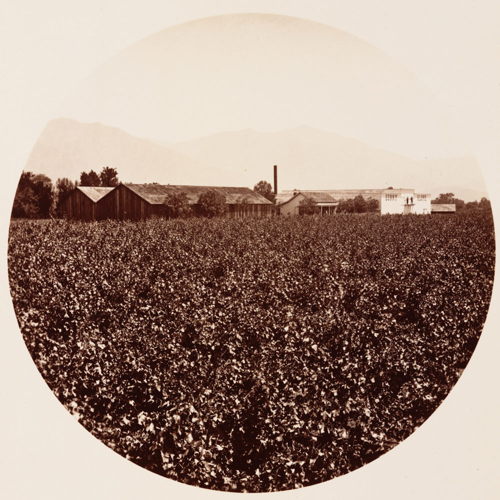 Unnumbered View - Wine houses from the Ave.