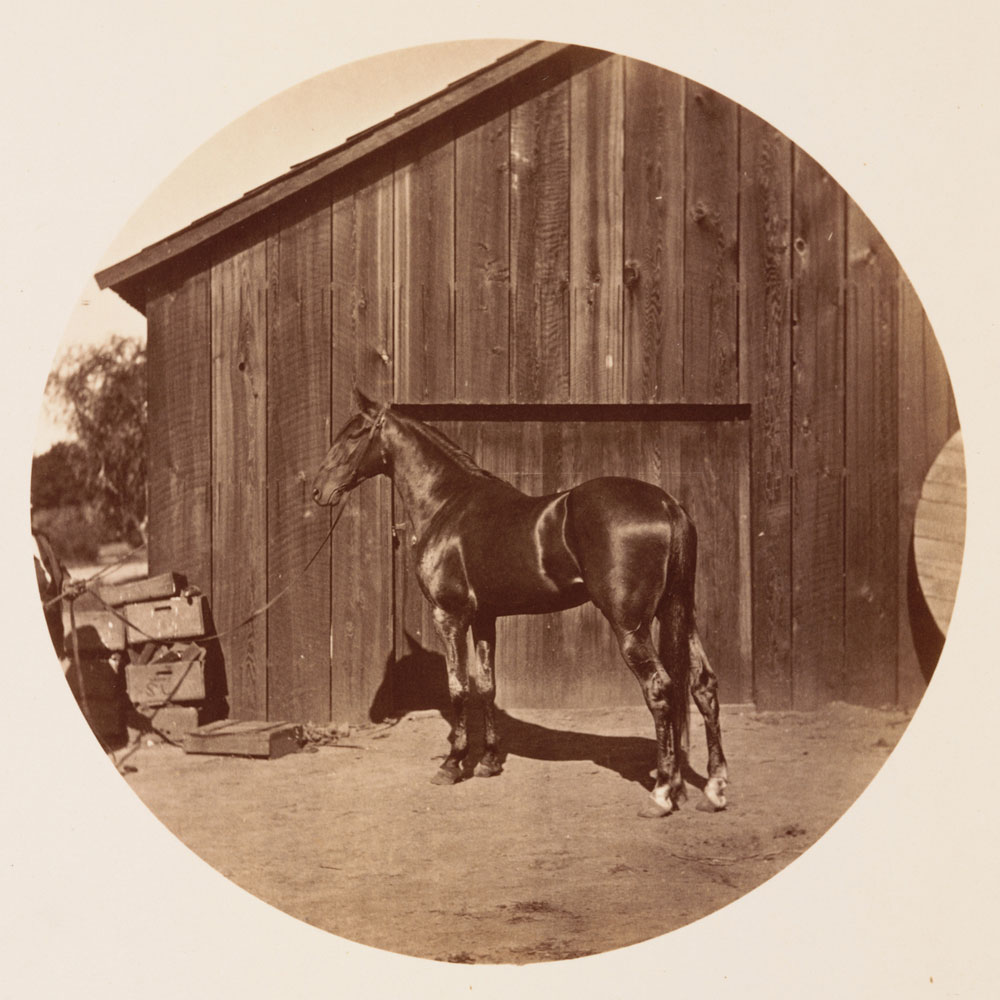 Watkins Unnumbered View - Sultan, Son of the Moor.  Dam, Sultana, by Delmonico, and Sire of 