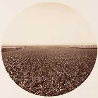 Unnumbered - Lemon Orchard, from the Wine Buildings