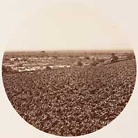 unnumbered-New Vineyard from the Wine Buildings