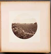 Unnumbered - Sierra Madre, from Sunny Slope