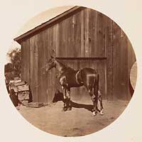 Unnumbered - Sultan, Son of the Moor.  Dam, Sultana, by Delmonico, and Sire of 