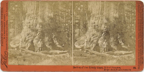 #94 - Section of the Grizzly Giant, 33 feet diameter, Mariposa Grove, Mariposa County, Cal.