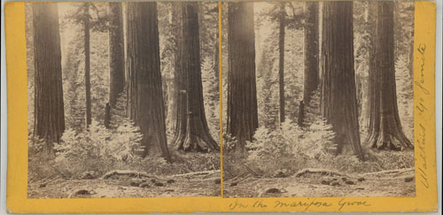 #1172 - In the Mariposa Grove