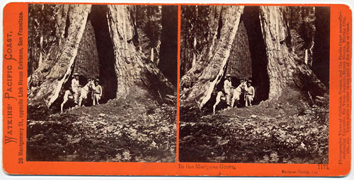 #1171 - In the Mariposa Grove, Mariposa County, Cal.