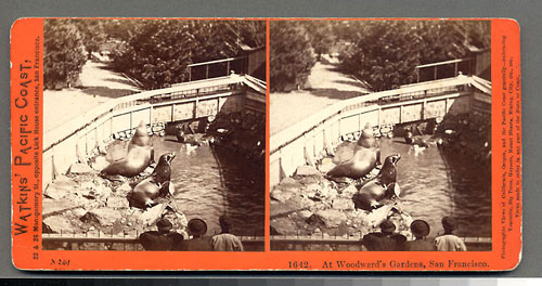 #1642 - Sea Lions, Woodward's Gardens, San Francisco