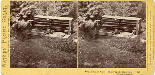 #1727 - Sea Lion and Cub. Woodward Gardens. Cub at Breakfast