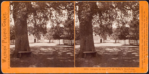 #1926 - Avenue in rear of T.H. Selby's Residence, Fair Oaks, Cal.