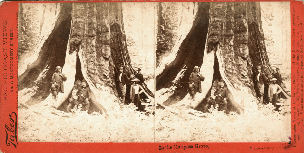 Watkins #1166 - In the Mariposa Grove, Mariposa County, Cal.