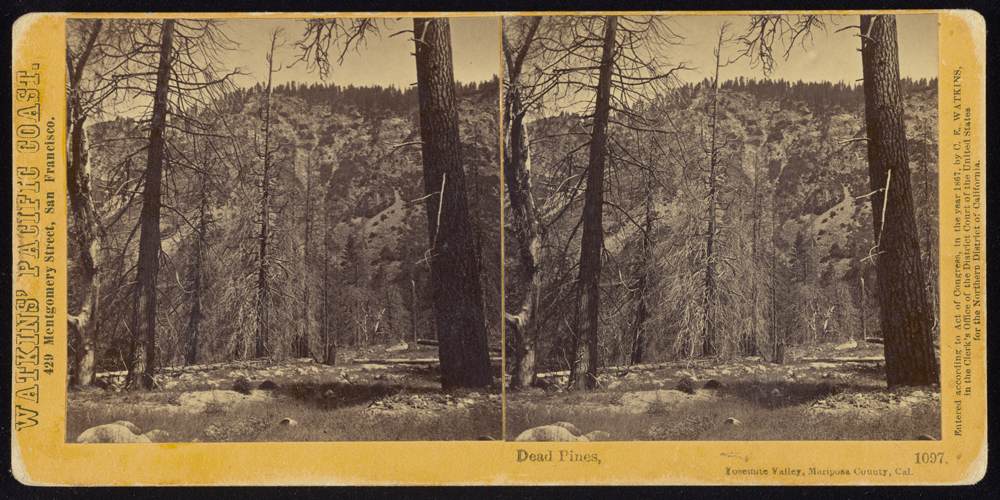 Watkins #1097 - Dead Pines