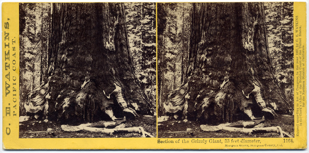 Watkins #1164 - Section of the Grizzly Giant, 33 feet in Diameter, Mariposa Grove, Mariposa Co., Cal.