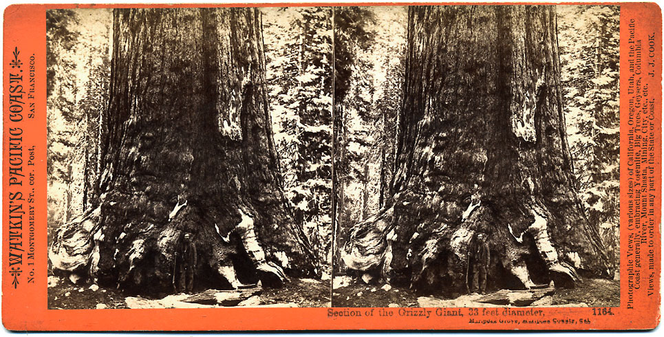 Watkins #1164 - Section of the Grizzly Giant, 33 feet in Diameter, Mariposa Grove, Mariposa Co., Cal.