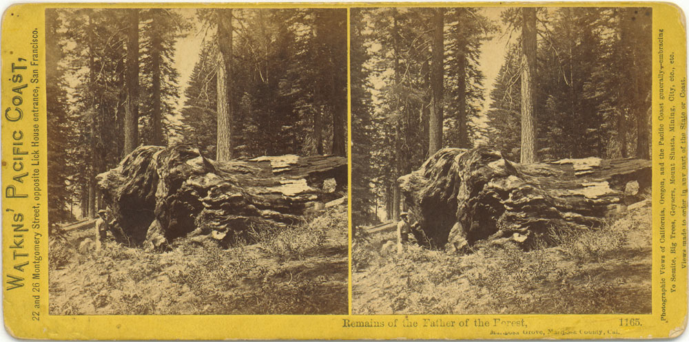 Watkins #1165 - Remains of the Father of the Forest
