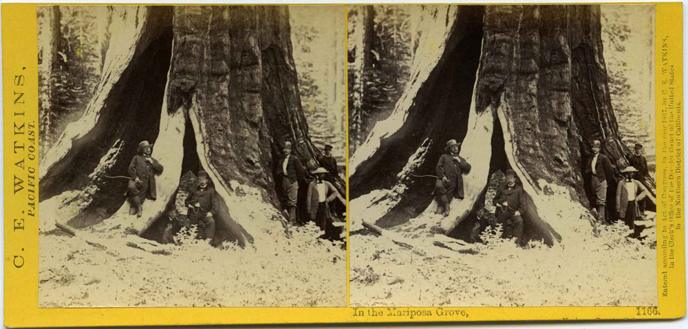 Watkins #1166 - In the Mariposa Grove, Mariposa County, Cal.