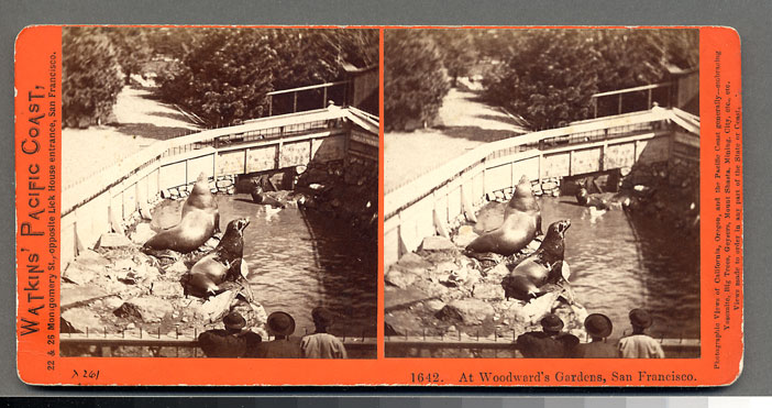 Watkins #1642 - Sea Lions, Woodward's Gardens, San Francisco