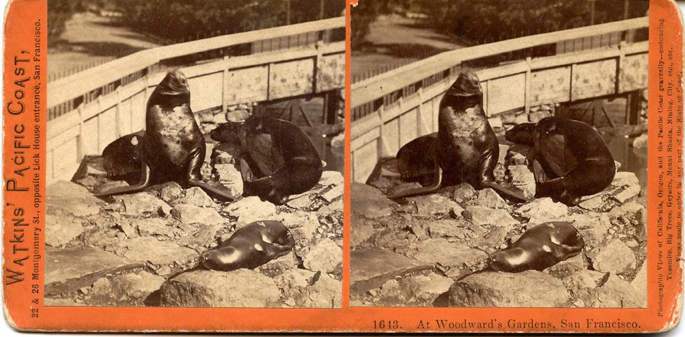 Watkins #1643 - At Woodward's Gardens, San Francisco.