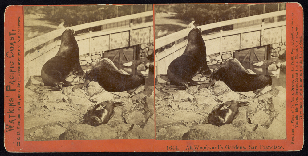 Watkins #1644 - At Woodward's Gardens, San Francisco.